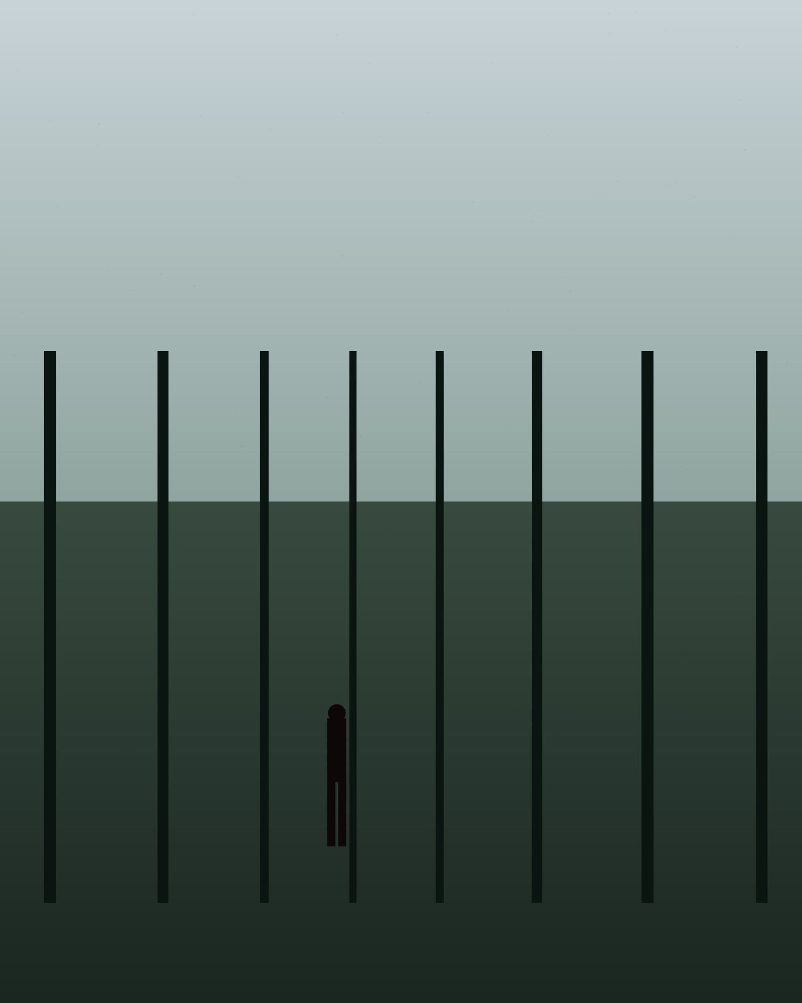 Placeholder hero — pine forest, overcast diffused light, single figure on the trail.